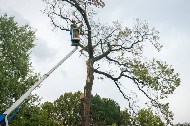 Best Hazardous Tree Removal  in Olney, TX